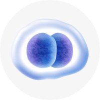 High-quality microscopic image of human cells in a healthy environment, highlighting cellular structure and biology.