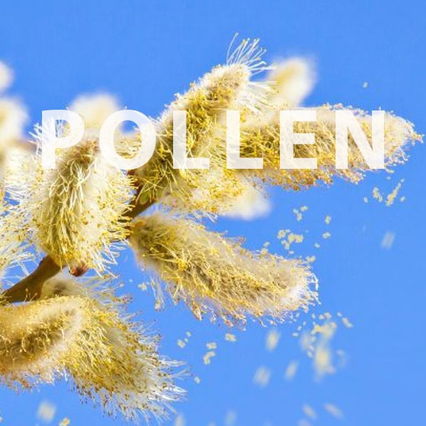 Close-up of pollen particles with a blue sky background, highlighting air purification for allergy relief.