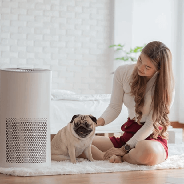 Pleated Pug with Air Purifier in Bright Bedroom.