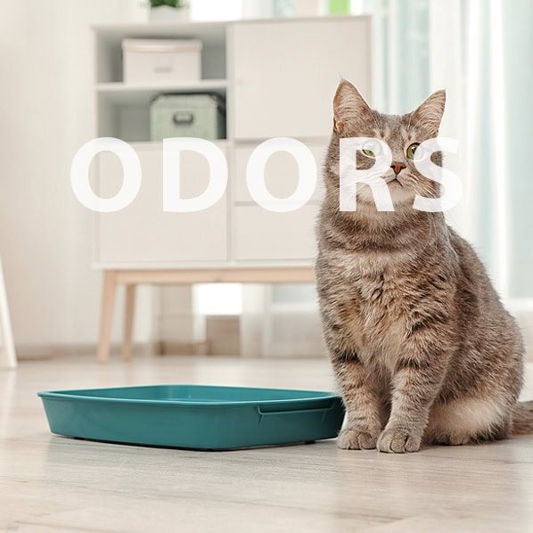 A cat sitting next to a TrustedAir Smart HEPA Air Purifier in a modern living room, emphasizing clean air for pets and families.